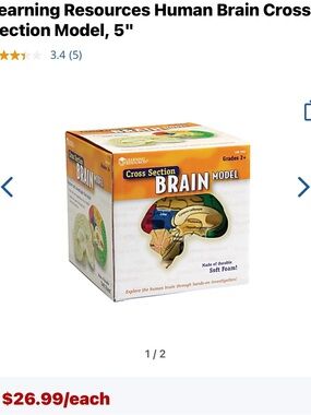 Olive Green Sculpted Brain Learning Models  Left and right side